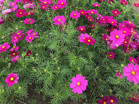 清远仿真花厂家|公司植物摆设设计